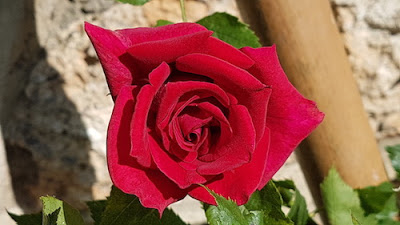 Rose-parfumée- blog-paris-a-louest