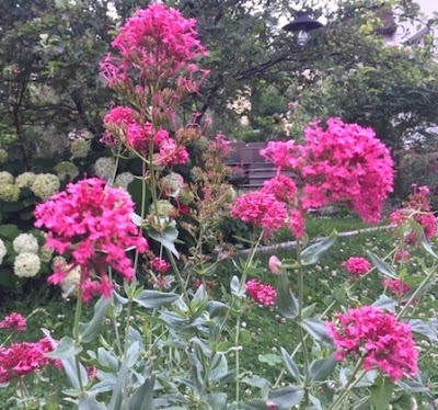 valeriane-fleur-champetre
